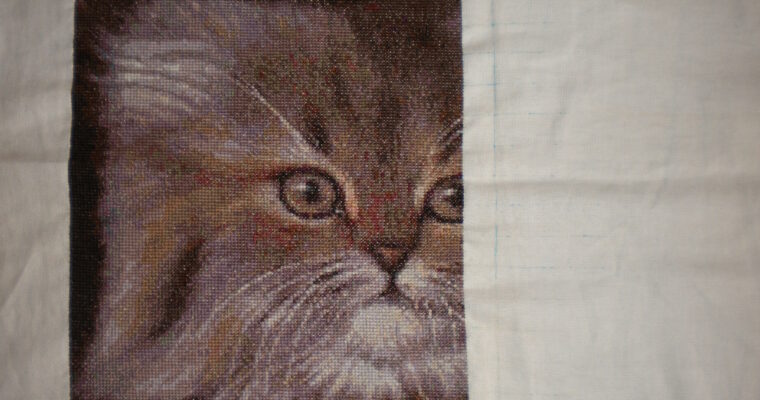 Персидский котёнок: три пятых